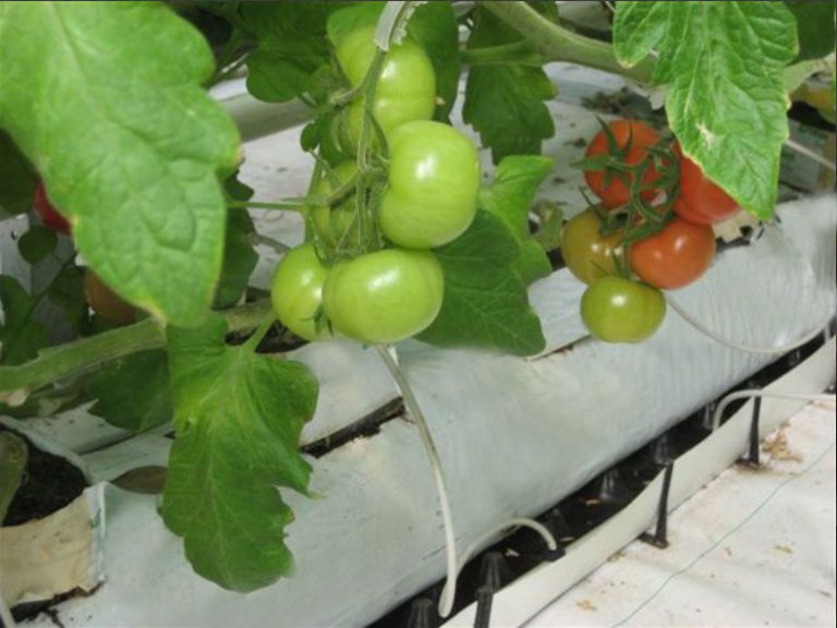 Grow bag drainage system pictures Mapal Horticulture Hydroponics Soilless Drainage Systems